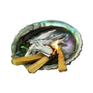 Abalone schelp Haliotis Midea voor smudging