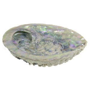 Abalone schelp Haliotis Midea voor smudging